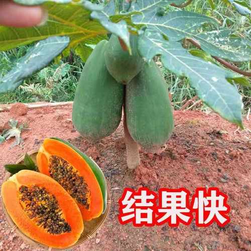 水果木瓜苗树矮化红心香甜