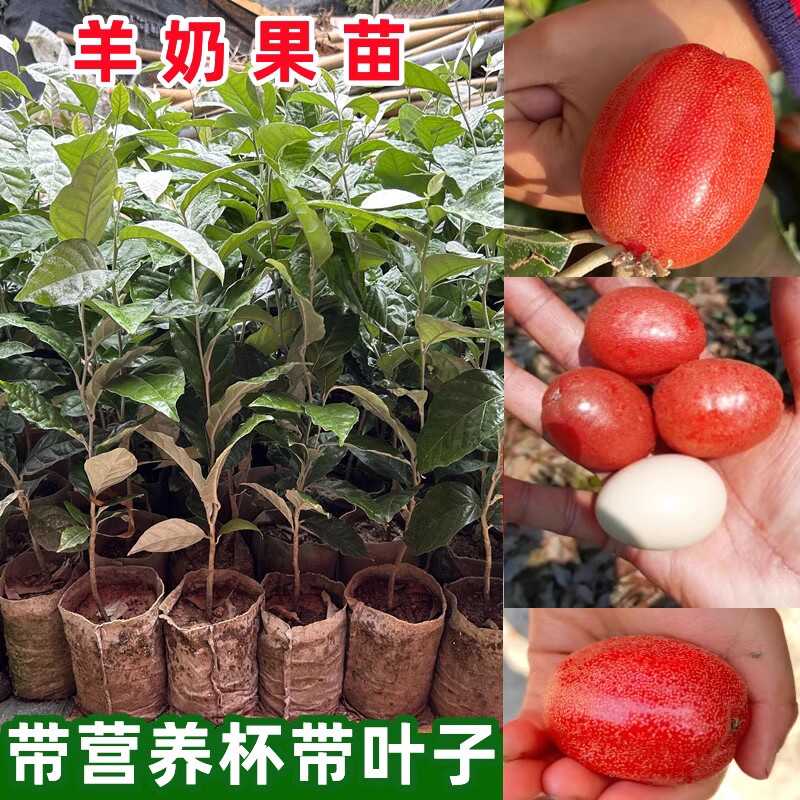 盆栽地栽南方阳台纯甜羊奶果苗