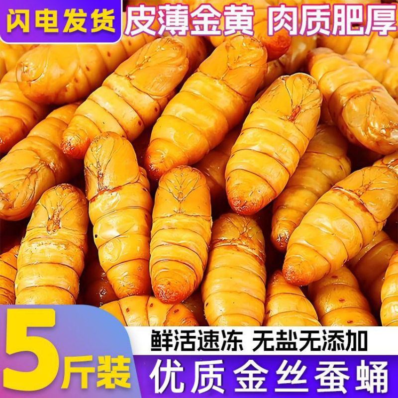 金丝蚕蛹鲜活新鲜冷冻5斤山东特产黄金蝉蛹油炸小桑蚕蛹商用烧烤