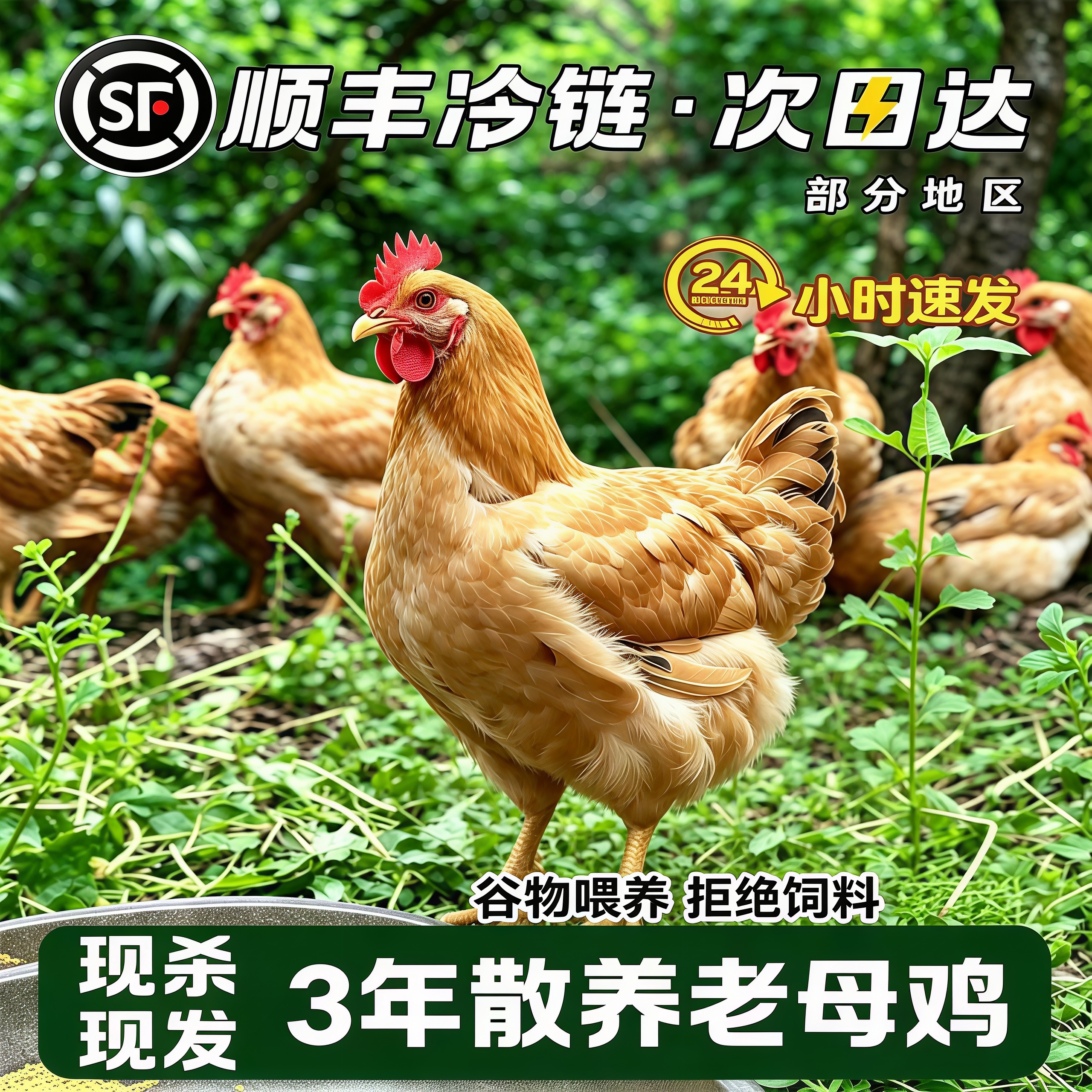 散养黄油老母鸡纯土鸡笨鸡走地柴鸡农家散养冷冻整鸡商用顺丰批发