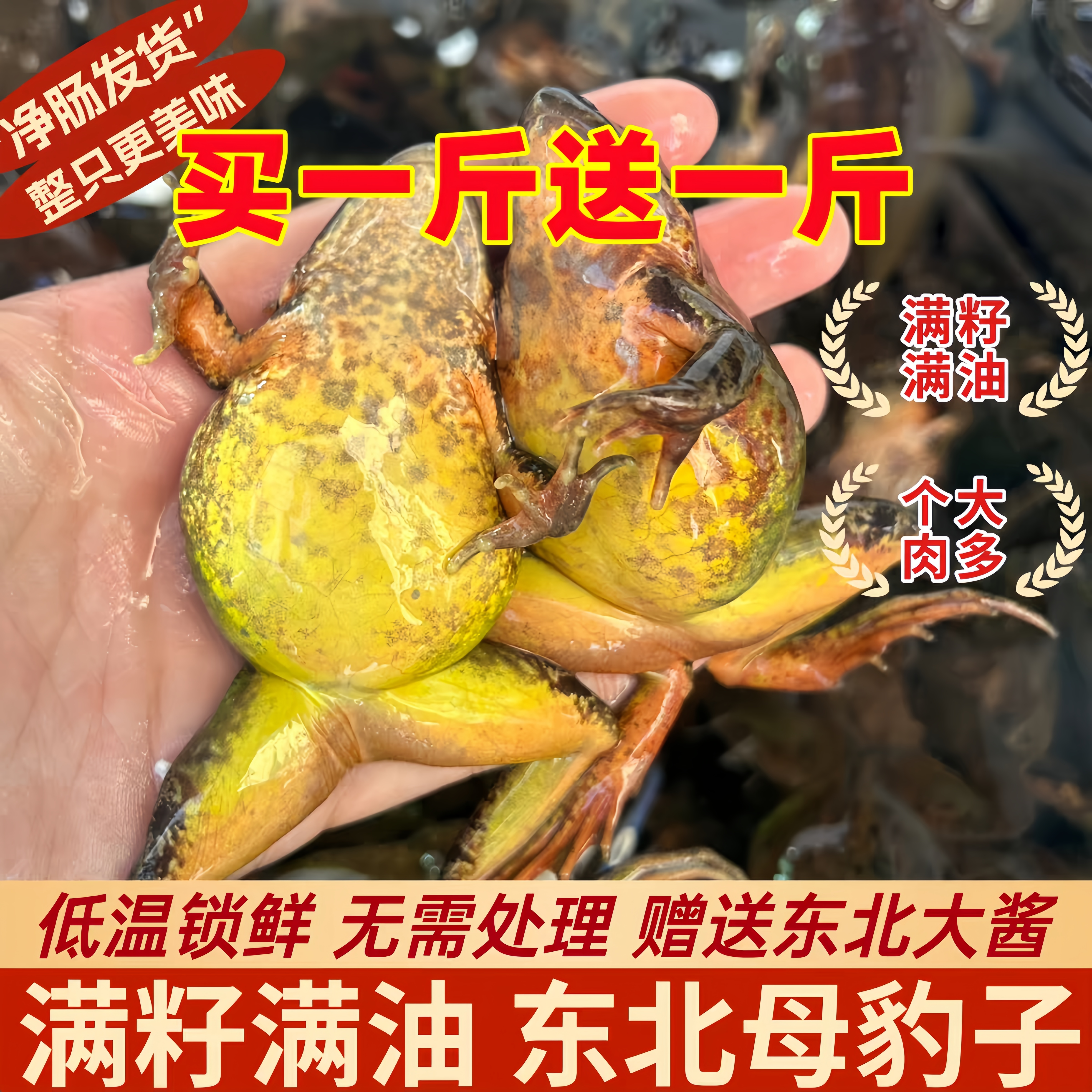 东北林蛙2026年新货蛤蟆东北特产雪蛤林蛙冷冻母豹子哈什蟆