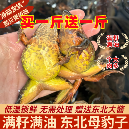 东北林蛙2026年新货蛤蟆东北特产雪蛤林蛙冷冻母豹子哈什蟆