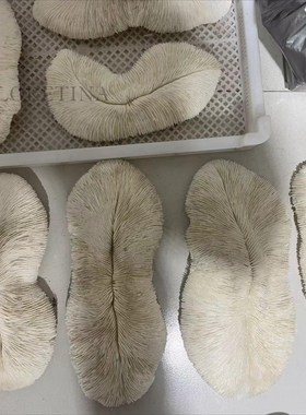 现代简约天然海产品珊瑚装饰品摆件样板间玄关柜体天然珊瑚装饰品