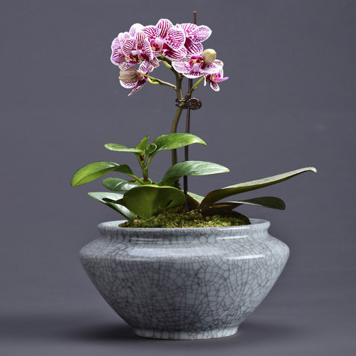 文竹盆栽造景蝴蝶兰花盆陶瓷桌面室内提根绿植吊兰多肉植物菖蒲盆