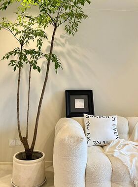 原生老桩大幸福树幌伞枫盆栽多头大型绿植客厅盆栽办公室内植物