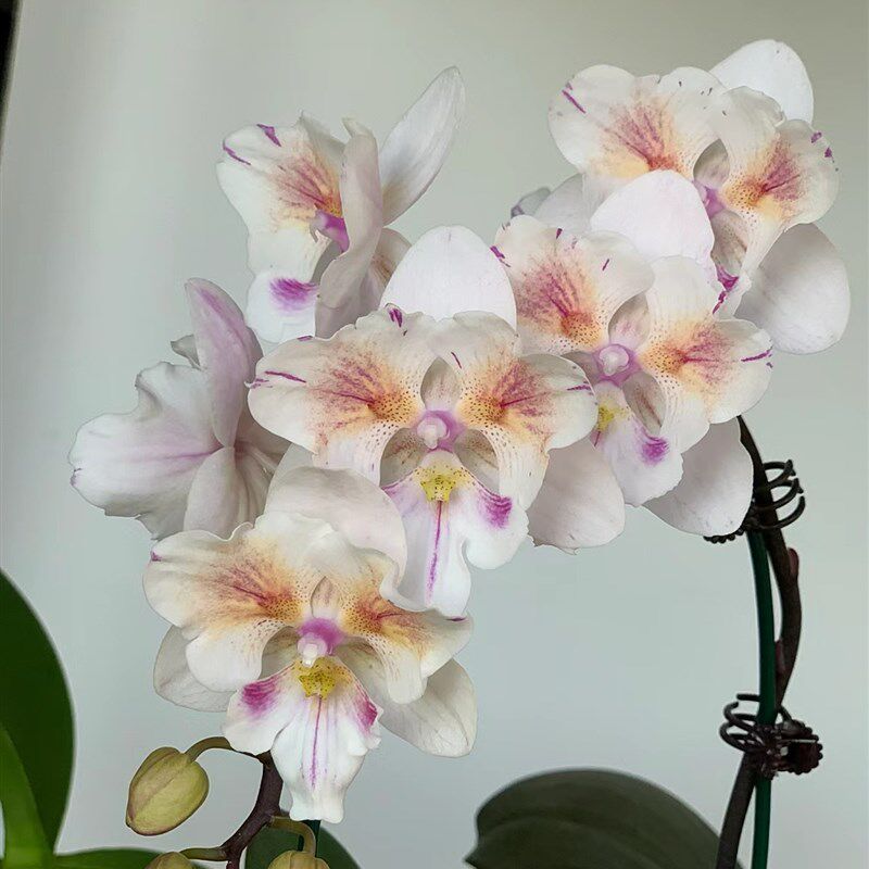 稀有品种:4.0寸杯斯华洛大婚纱苗~有返祖P几率(刚升杯根少)