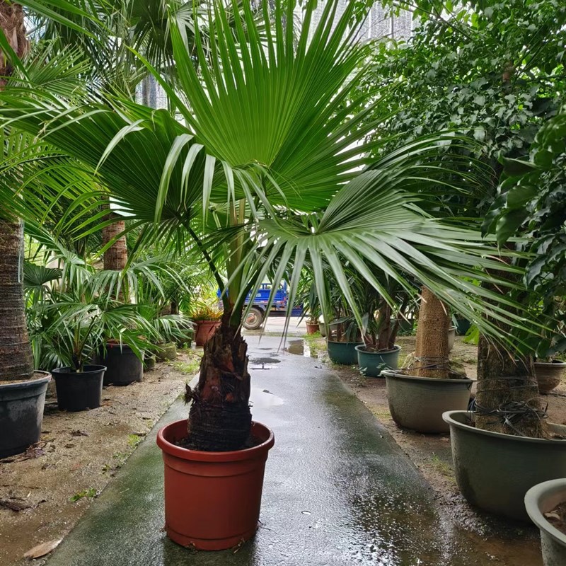 耐寒蒲葵植物棕榈科树扇叶室内外绿植四季长青大型观叶好养活网红