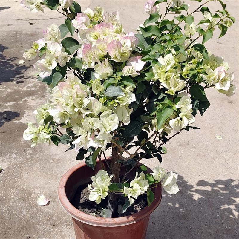 三角梅绿樱老桩j花卉盆栽四季开花好养活花园庭院阳台绿植带花发