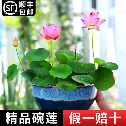 碗莲水草植物鱼缸碗莲种子籽懒人新手造景睡莲草缸装饰套餐好养活