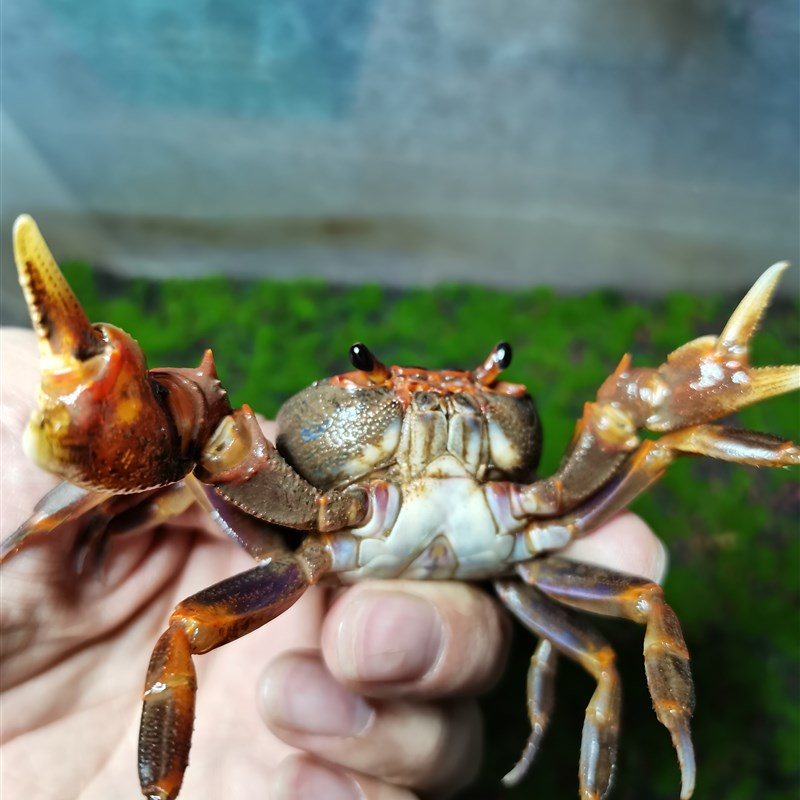 南海溪蟹观赏蟹淡水紫地蟹圆轴蟹寄居蟹勾手蟹豹点蟹印支蟹格雷蟹