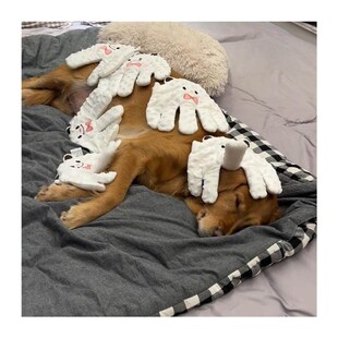 狗狗玩具拍手模拟哄睡道具安抚手掌拍打屁股卡通宠物自嗨解闷玩具