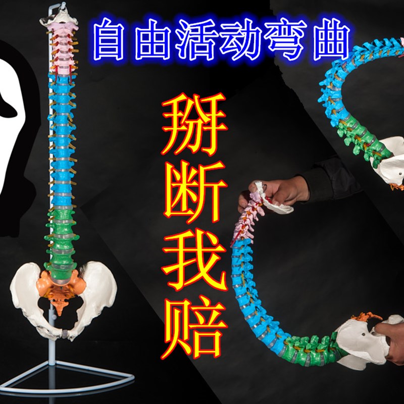 正骨彩色椎体人体脊柱模型人体骨骼模型大脊椎成人1:1带胸椎骨盆