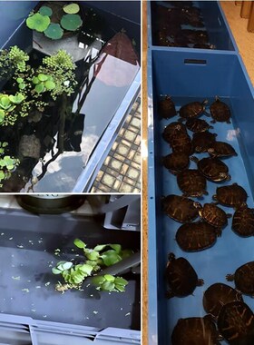 长方形塑料箱特大号胶箱加厚周转箱大码养殖鱼箱龟箱鱼缸长型EU