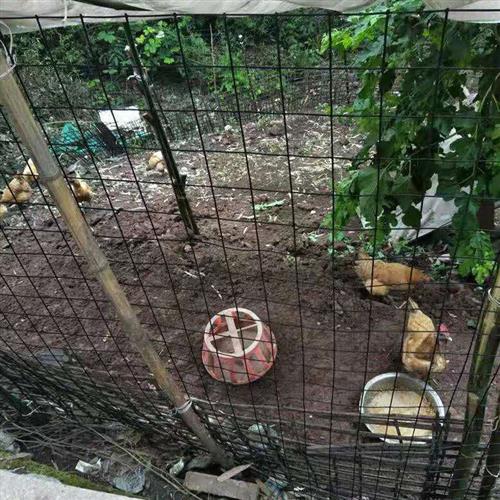 硬塑小孔养殖铁丝网围栏网养鸡围网防护网格拦鸡网养鸽子拦网铁网