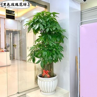 深圳发财树大盆栽大型大棵室内绿植开业乔迁送礼植物客厅吸收甲醛