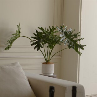 诗与自然 常绿净化空气ins简约风落地大绿植客厅 龙鳞春羽老桩四季