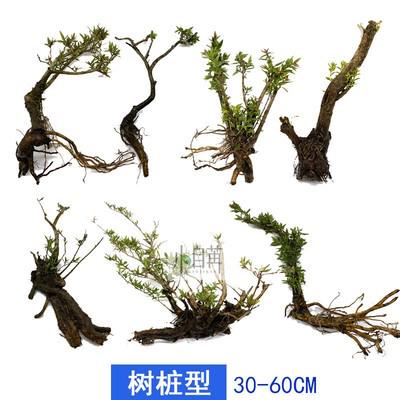 网鱼缸水草微水杨植物摆件梅观赏造景鱼缸小造景红生态内饰景观真