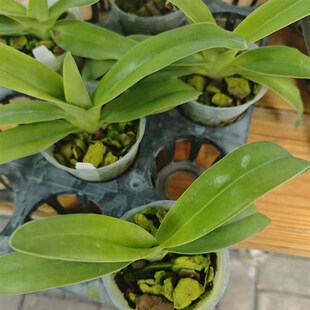 万峰绿缘【苍叶x楼氏】兜兰室内植物好养庭院盆栽