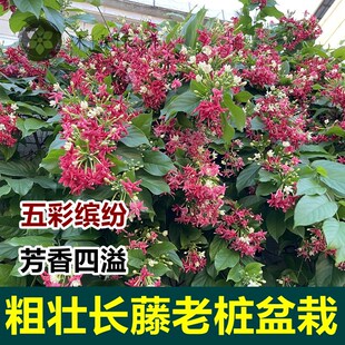 多彩重瓣使君子老桩爬藤植物花期长单瓣大苗带花苞盆Y栽耐寒热耐