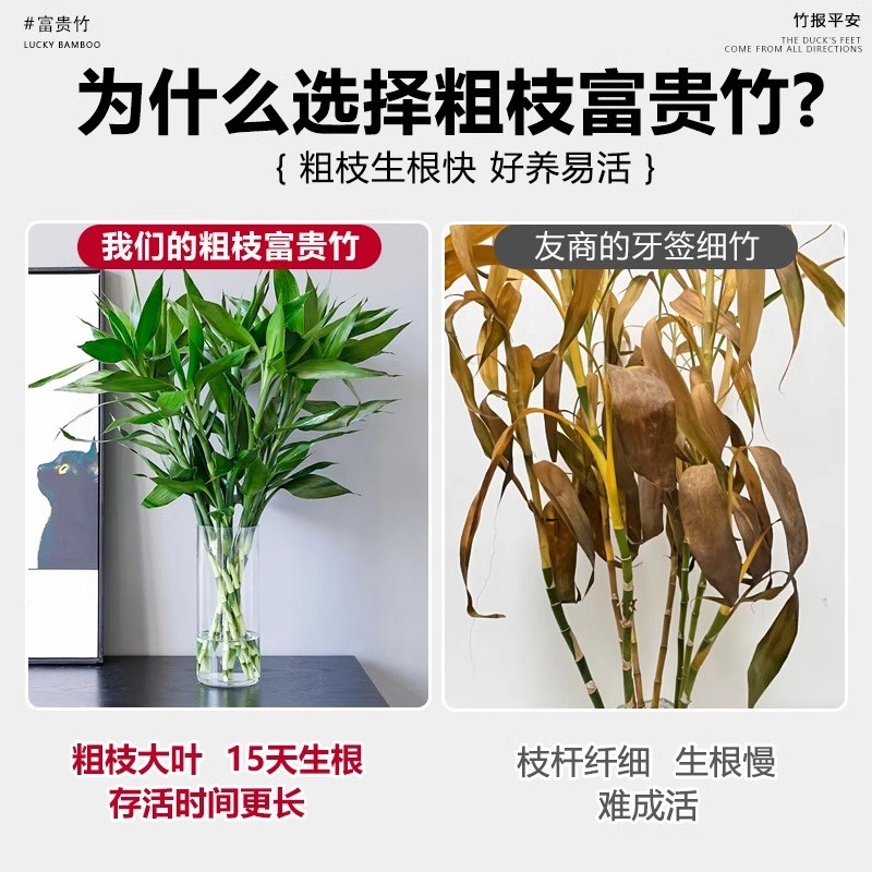 富贵竹水培植物水养发财竹带根客厅D绿植招财转运竹子粗壮盆栽室