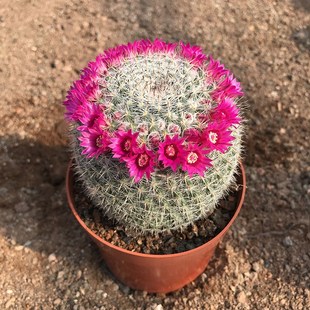 超大玉翁仙人球开花一圈懒人新手易J养多肉植物室内桌面盆栽