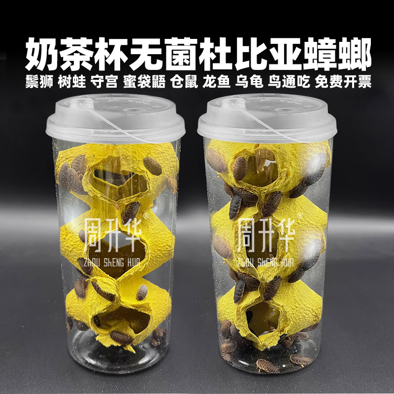无菌奶茶杯杜g比亚蟑螂活虫饲料饲养繁殖组鬃狮蜥蜴守宫乌龟鸟粮