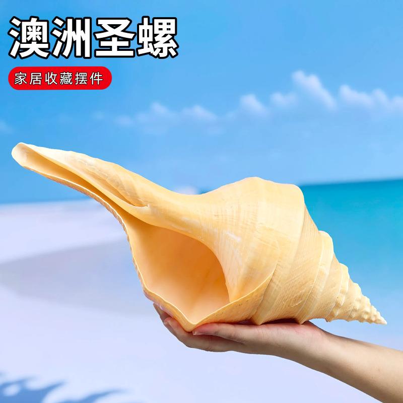 超大澳洲圣螺澳洲长香螺天然贝壳海螺收藏摆件吹响号角地中海响螺