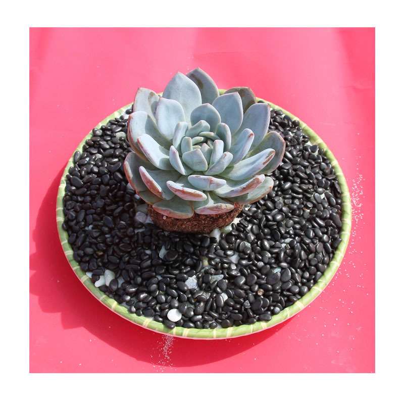 海南雨花石 - 天然砾石全岛配送(海口三亚五指山琼海直达)