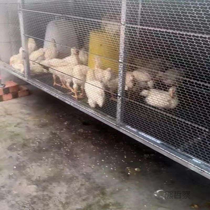 鸽子笼鸡笼家用兔笼养殖笼农村家禽鸡鸭鹅大号折叠加密铁丝网鸡舍