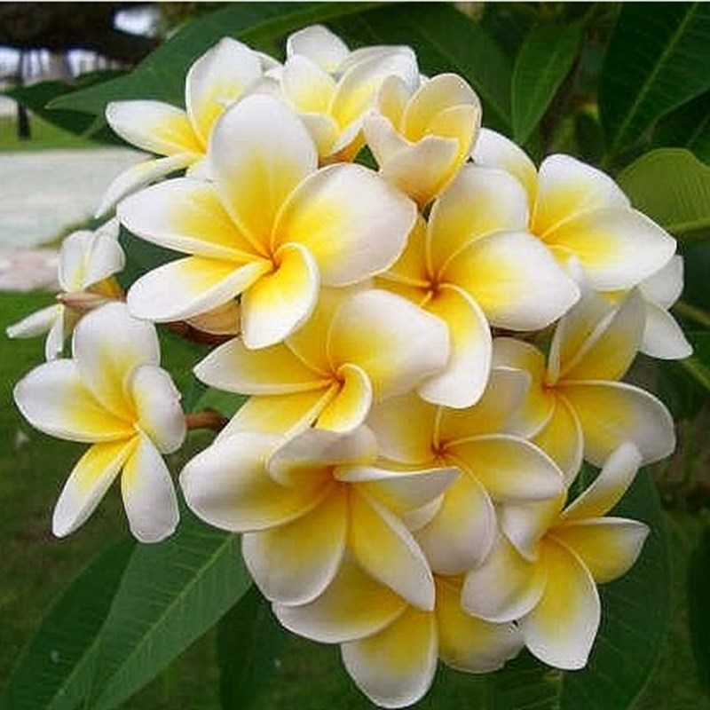 花卉盆栽 缅栀子鸡蛋花树苗蛋黄花树鸡蛋花 庭院植物 易成活包邮