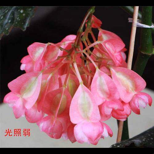 竹节海棠花盆栽大叶斑点四季斑叶竹节秋海棠花卉绿植物室内阳台苗