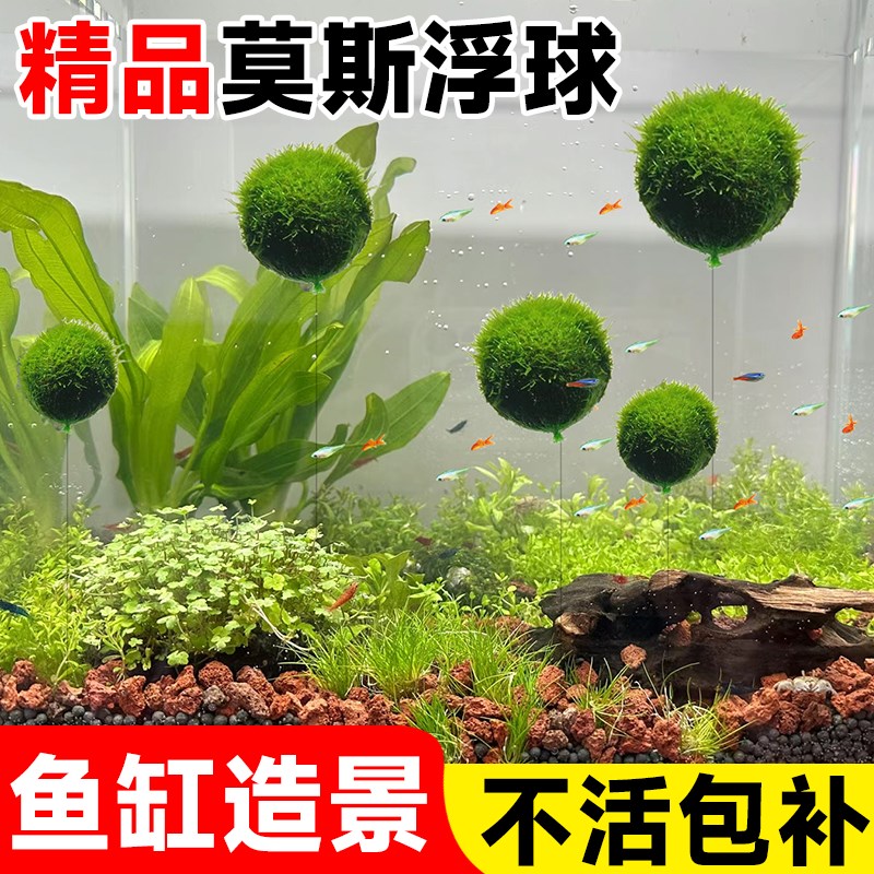 速发莫斯水草半物鱼缸造景浮植竹节草植球绿球莫斯树水培植物养鱼