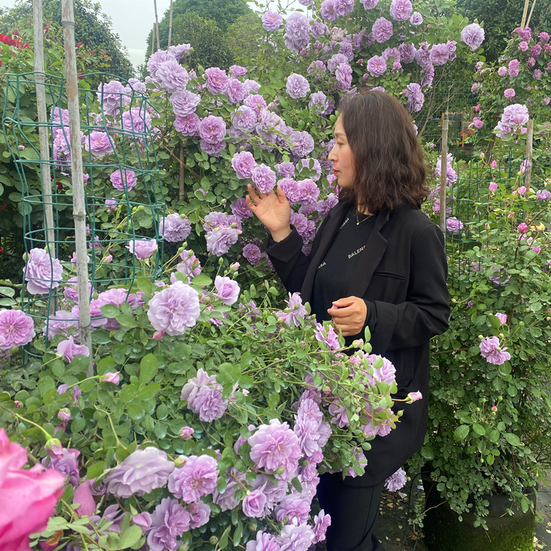 速发蓝香藤本月花花苗浓色阴雨台庭院爬藤玫瑰花多季开多季蔷薇花