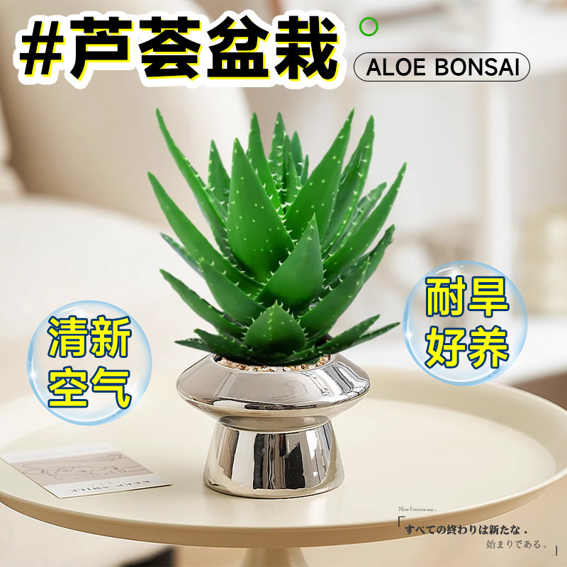 速发芦荟盆栽绿箩植物室内除人甲醛花卉水培绿植仙吸掌桌面多肉小