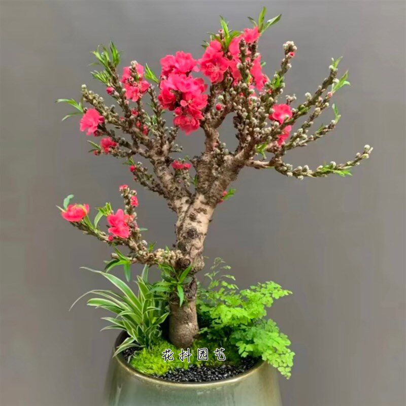 速发桃花树盆栽带花植室内客厅花卉苞季盆景四物庭院重瓣桃树活苗