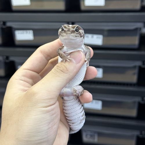 肥尾守宫蜥蜴稀罕懒人养的宠物桌面罕见原色奶牛奥利奥爬宠小型好