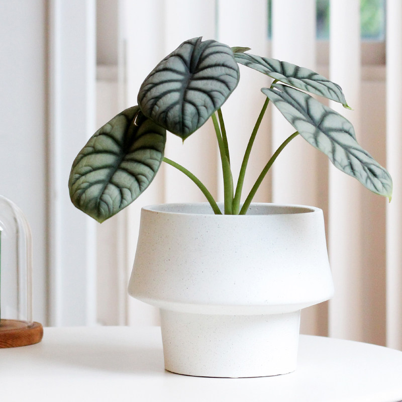 韩国大口径水泥花盆桌面创意个性异性蝴蝶兰多肉绿植盆栽盆器