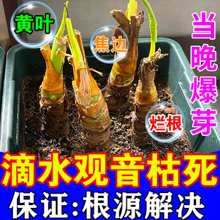 滴水观音肥料绿植叶子发黄烂根专用药绿叶素家庭园艺浓缩营养液