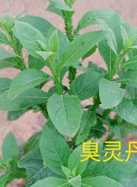 臭灵丹草,能治疗预防肿瘤，治支气管炎引起的咳嗽，售野生新鲜货