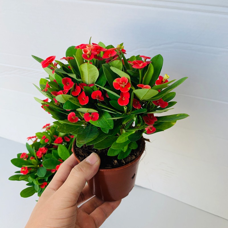 红黄色虎刺梅铁海棠花盆栽四季开花植物花卉室内花办公室阳台好养