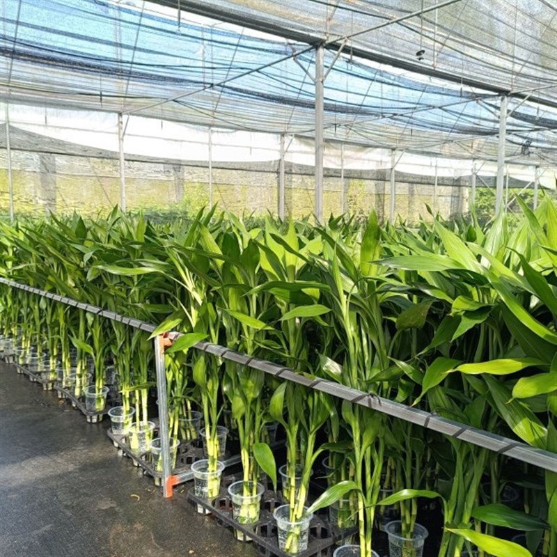 带根富贵竹水培植物懒人绿简单好养易养活绿植盆栽花卉室内客厅