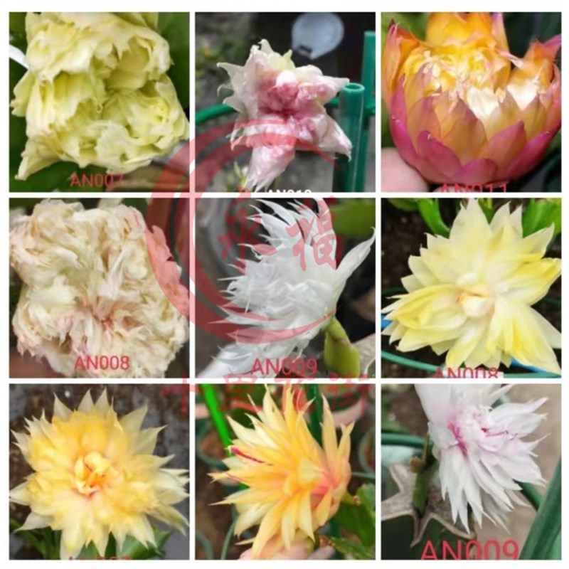 新品重瓣蟹爪兰花卉绿植盆栽嫁接苗黄重粉重橘重新白重  当年开花