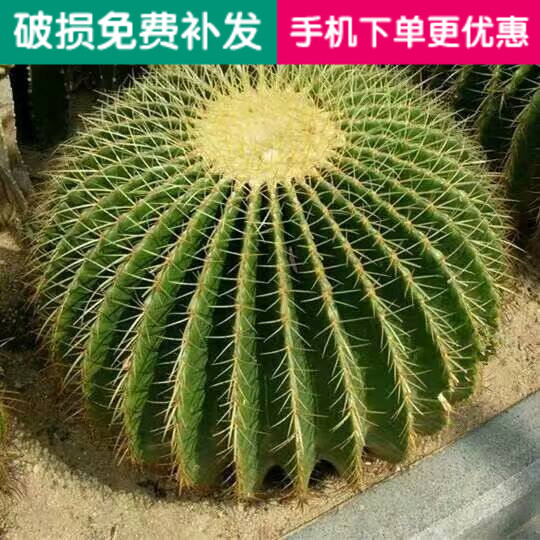 金虎仙人球盆栽花卉绿植多肉植物仙人掌开花植物室内桌面办公室