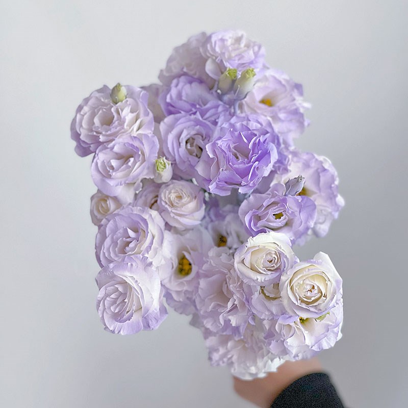 稀有小众高级喷绘梦幻紫色洋桔梗鲜花云南直发情人节送花插花水养