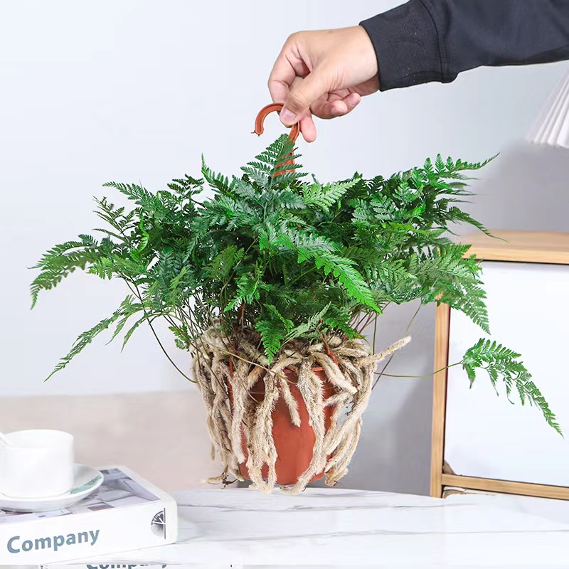 心形常青藤室内盆栽常春藤花卉爬藤植物珍珠吊兰垂吊绿植四季常青