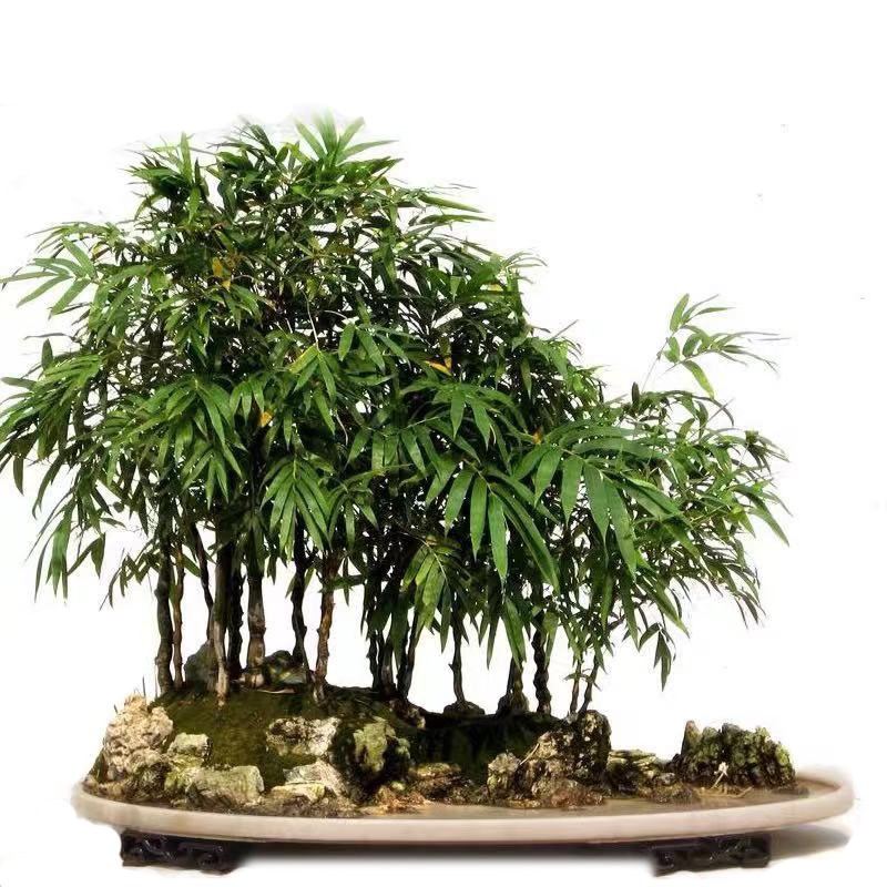 佛肚竹盆栽佛竹罗汉竹小型矮化盆景葫芦竹阳台室内观赏绿植竹子苗