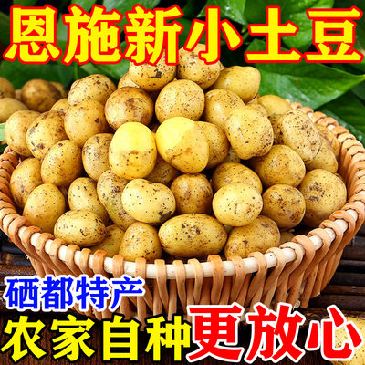 黄心小土豆农家自种高山富硒红薯糯洋芋现挖先发马铃薯蔬菜kd15