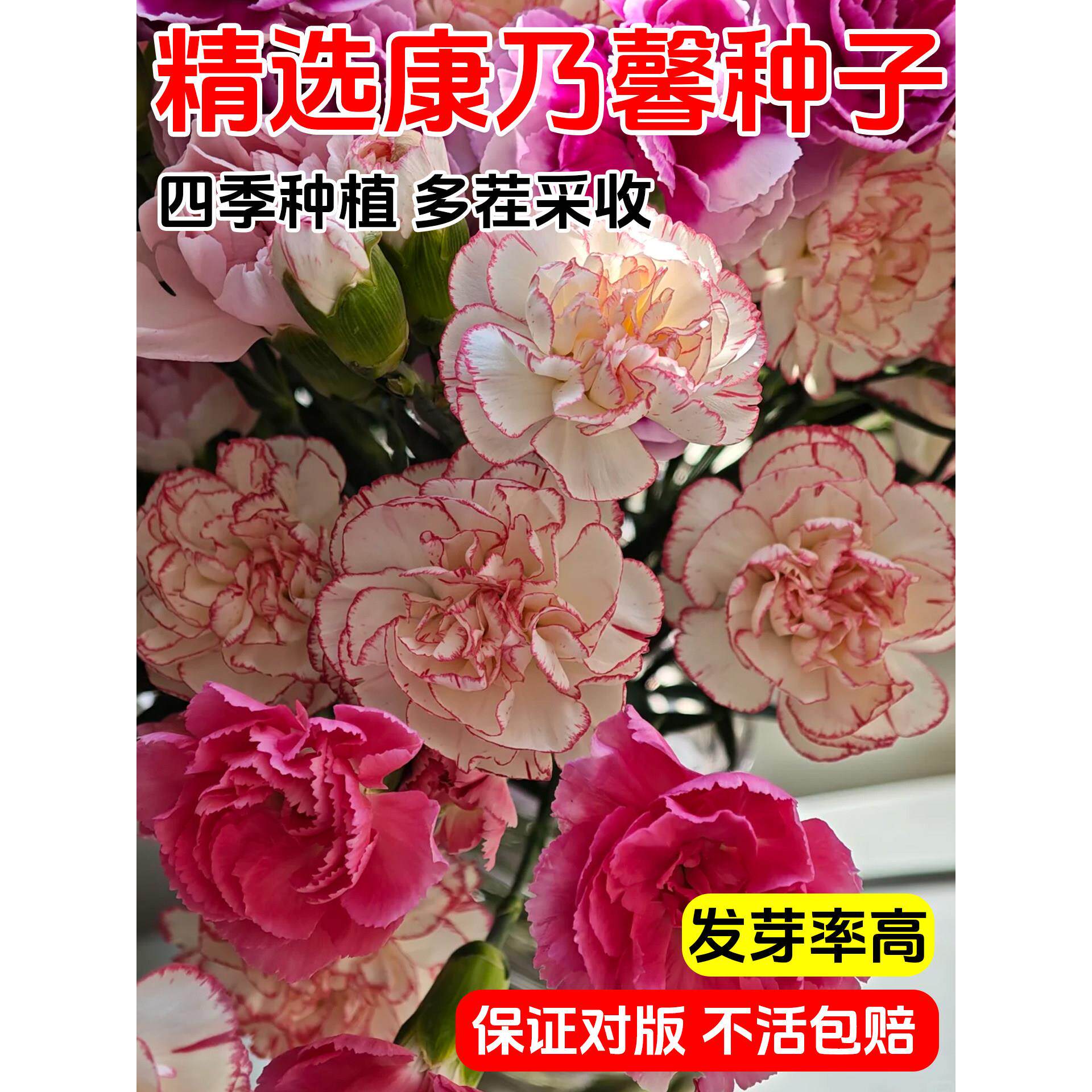 重瓣康乃馨种子阳台庭院驱蚊香草籽四季播种花卉盆栽花种子籽ws22