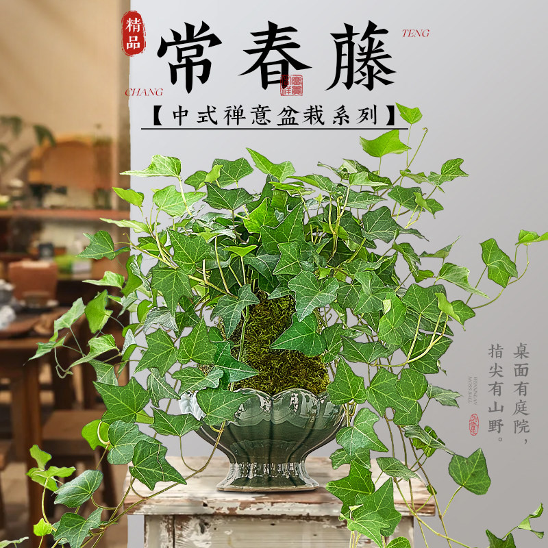 速发常春藤盆培吊兰垂吊藤蔓绿藓球植物四季好养活室内长青藤水栽