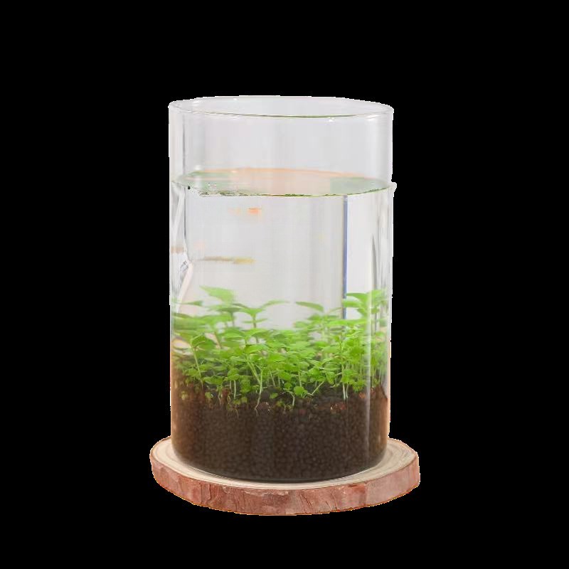 速发鱼缸养鱼小鱼缸和鱼缸里的造景小植物